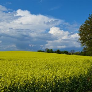 1. Mai in Stellshagen