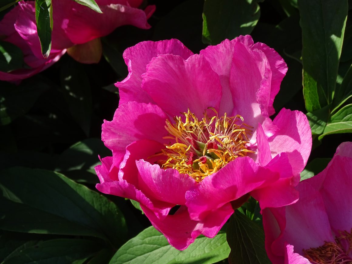 Pfingsten in Stellshagen