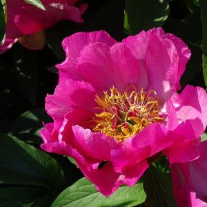 Pfingsten in Stellshagen