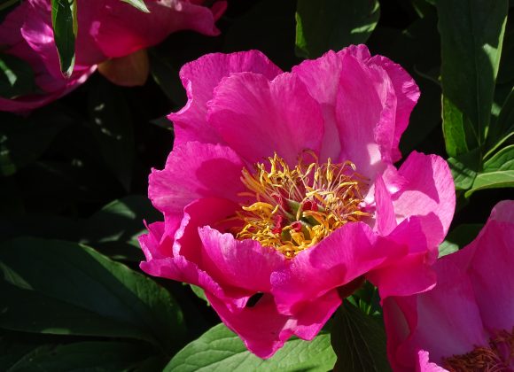 Pfingsten in Stellshagen